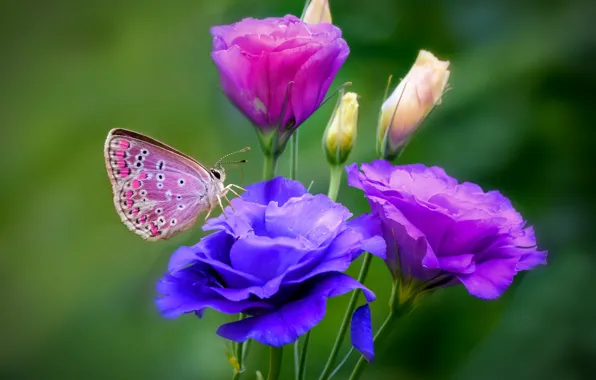 Picture summer, flowers, butterfly