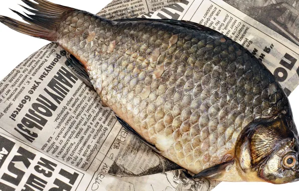 BACKGROUND, TEXT, FISH, LETTERS, NEWSPAPER, DRIED