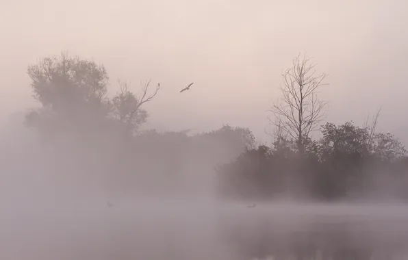 Night, nature, fog, lake, bird