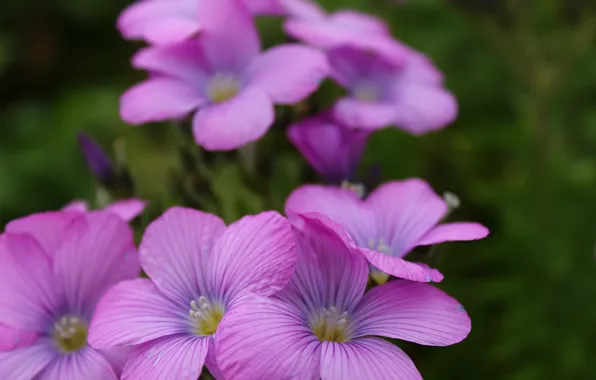 Picture flowers, contrast, nature
