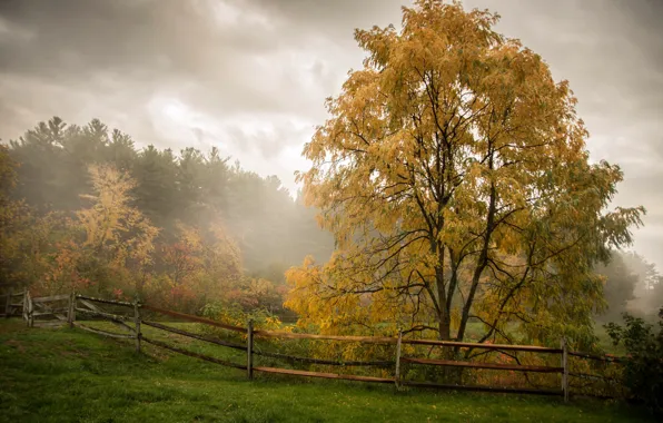 Picture autumn, trees, fog, the fence