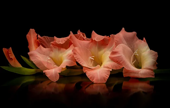 Flowers, black background, orange, gladiolus
