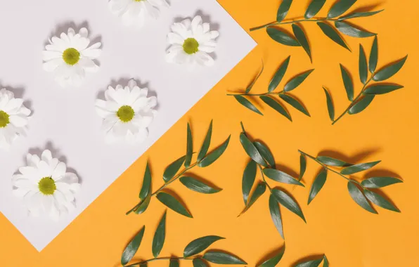 Leaves, Chrysanthemum, flowers background