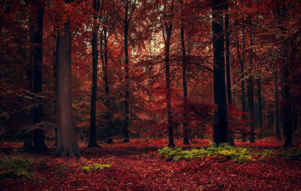 Picture autumn, forest, trees, beauty