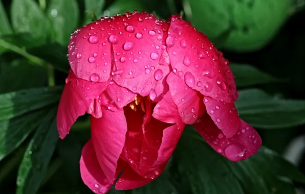 Drops, Bud, peony