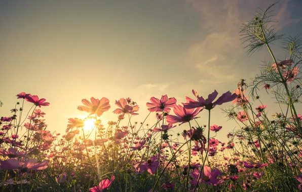 Picture field, summer, the sky, the sun, sunset, flowers, colorful, meadow