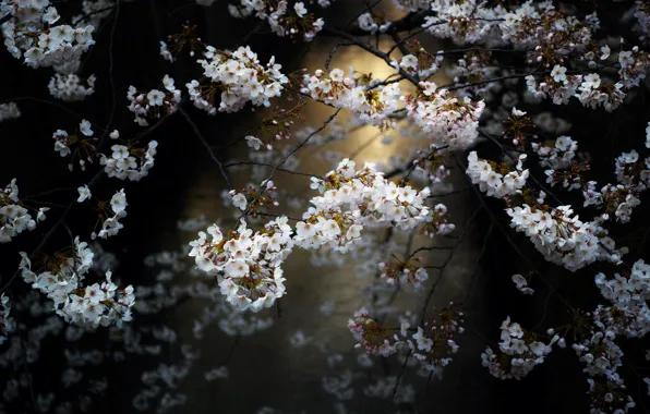 Picture nature, garden, Sakura