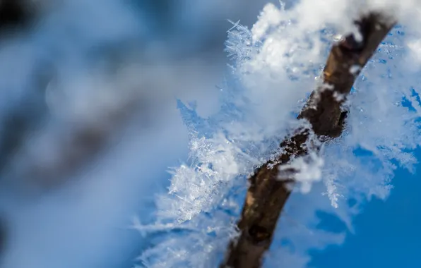 Winter, macro, snow, nature, background, branch