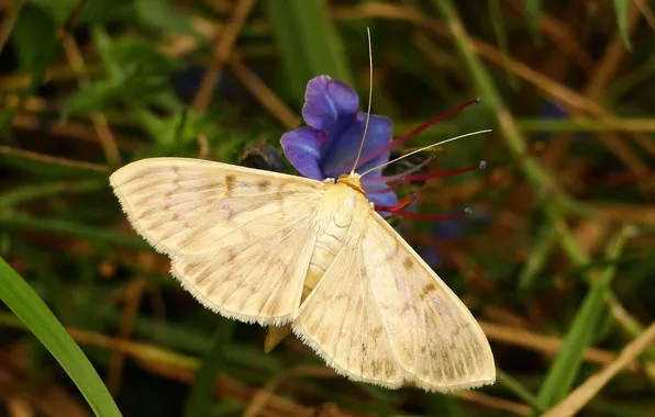 Flower, macro, wings, Butterfly, beautiful, closeup