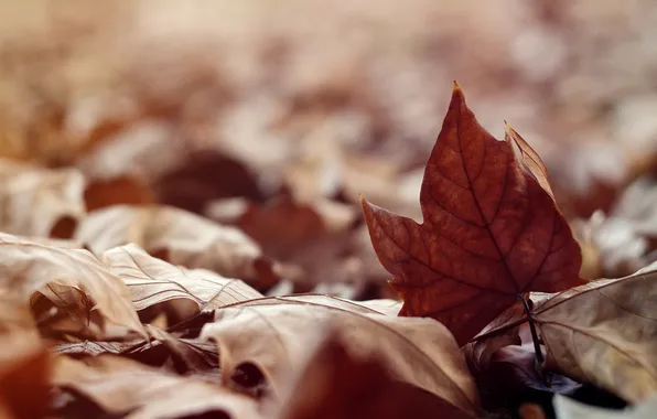 Autumn, leaves, dry, maple