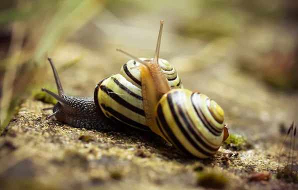 Macro, two, snails, shell