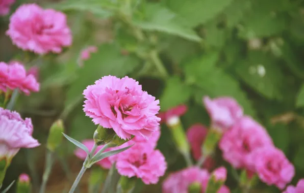 Picture flowers, nature, green, pink