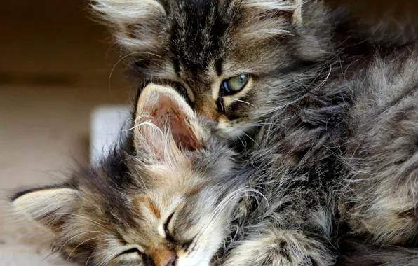 Picture cat, baby, kitty, neuter your cats, orphans