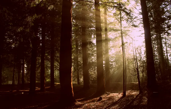 Picture forest, light, nature