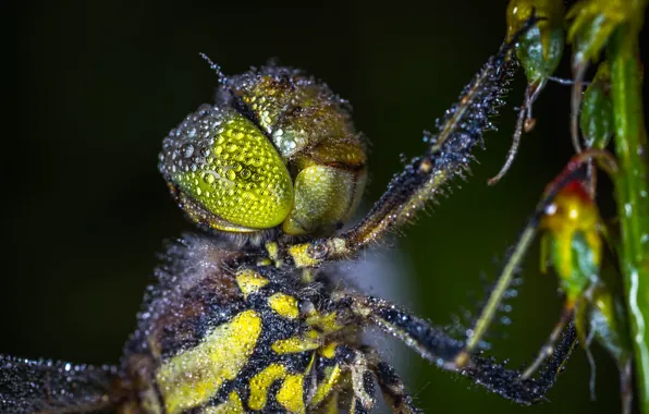 Macro, Rosa, Dragonfly, Little, Insect, Macro, Insect, Dragonfly