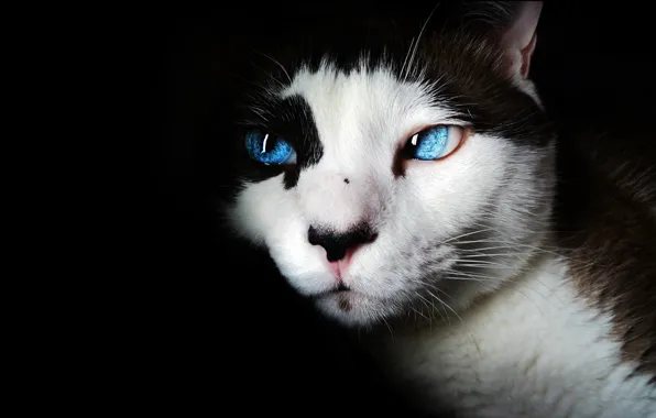 Picture cat, eyes, cat, face, blue, portrait, black background, spotted