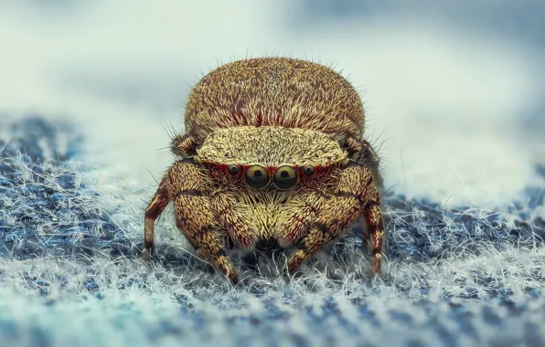 Picture look, macro, pose, background, spider, villi, fabric, jumping