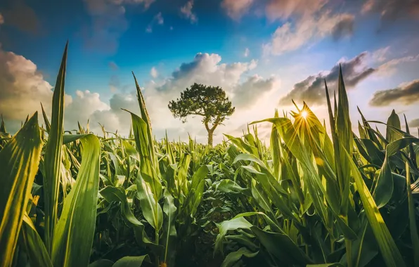 Picture greens, field, the sky, the sun, clouds, tree, corn