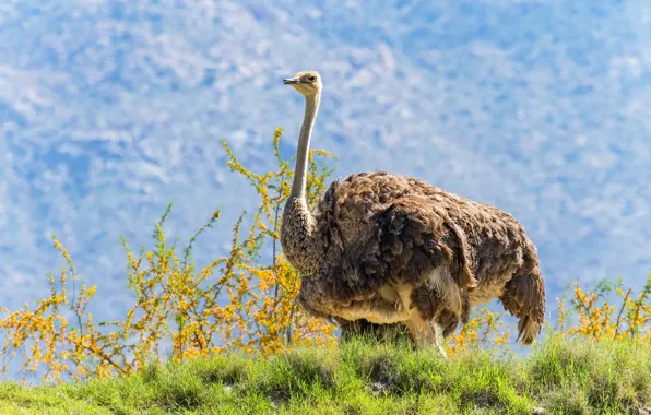 Field, flowers, mountains, branches, nature, bird, ostrich, the bushes