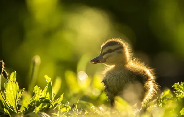 Greens, leaves, light, glare, bird, Sunny, duck, bokeh