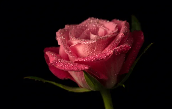Picture drops, rose, Bud