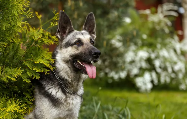 Picture language, grass, branches, pose, dog, collar