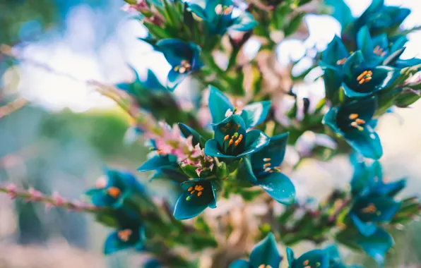 Picture flowers, petals, blue