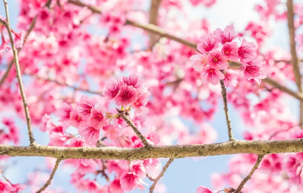 Branches, spring, Sakura, flowering, pink, blossom, sakura, cherry