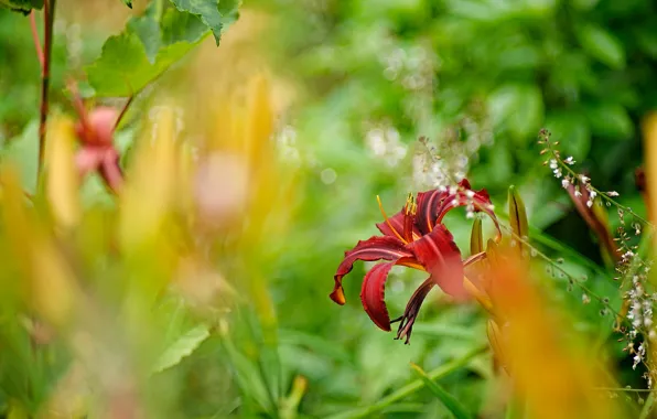 Greens, summer, leaves, flowers, Lily, Lily, blur, garden