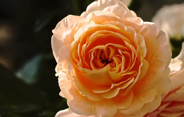 Picture macro, rose, petals, Bud, yellow rose