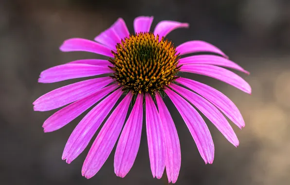 Macro, nature, petals, Echinacea