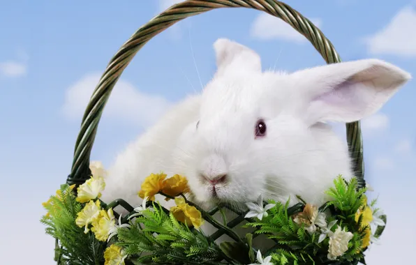 Picture flowers, basket, rabbit, Easter, easter
