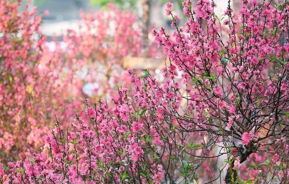 Branches, pink, spring, flowering