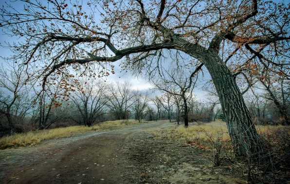 Winter, Colorado, Cottonwood Trees, Riverside Park