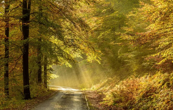 Picture road, autumn, Belgium, Ardenne