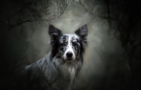 Picture look, face, branches, portrait, dog, bokeh, The border collie