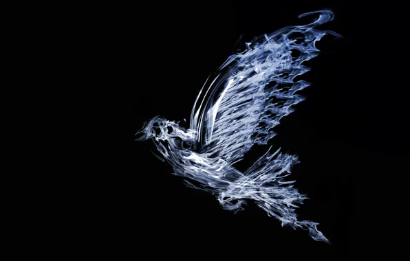 Picture abstraction, dove, black background, abstraction, dove, black background