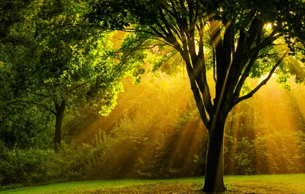 Picture autumn, forest, trees, nature, foliage