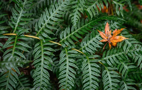 Picture leaves, green, leaf