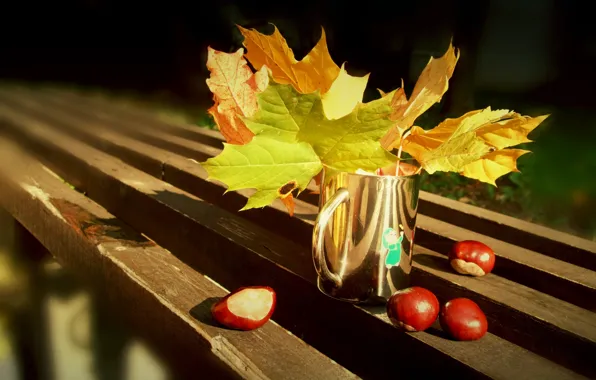 Picture autumn, leaves, bench, mug, chestnuts