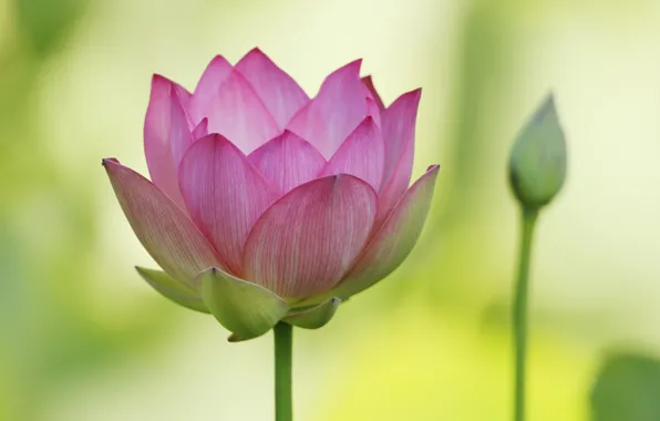 Macro, petals, Lotus