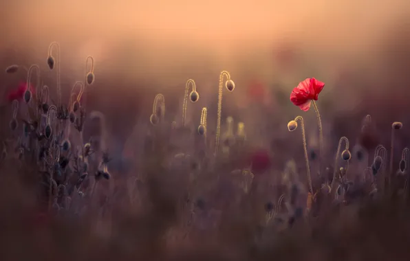 Picture field, summer, light, flowers, red, nature, background, glade