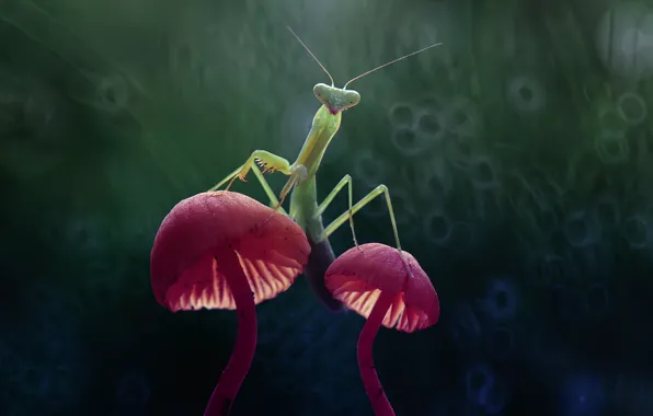 Macro, mushrooms, mantis, insect, bokeh