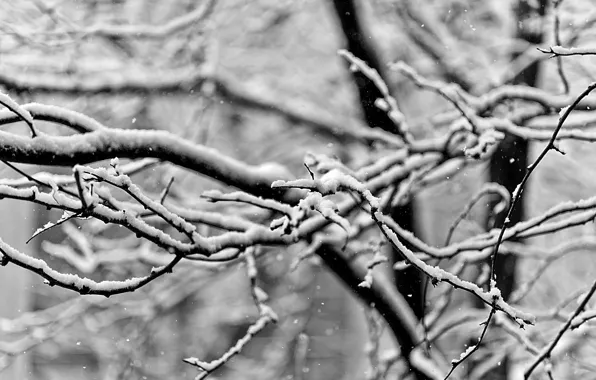 Winter, macro, snow, branches, b/W photo