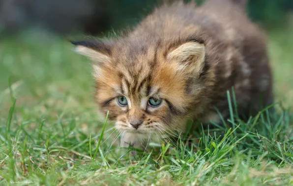 Picture grass, muzzle, kitty, Maine Coon