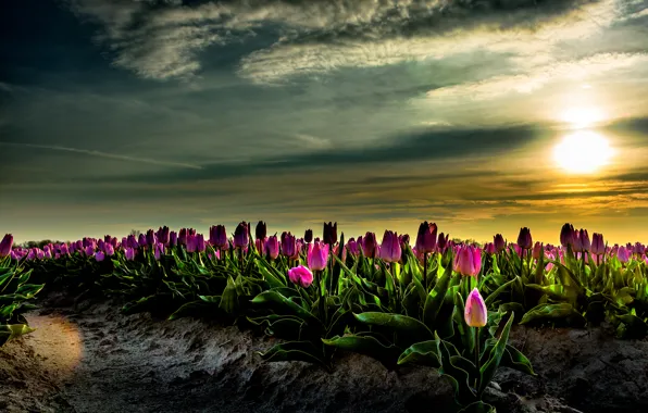 Picture field, the sky, the sun, dawn, tulips, Netherlands