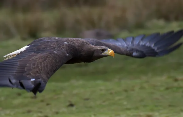 Bird, eagle, wings