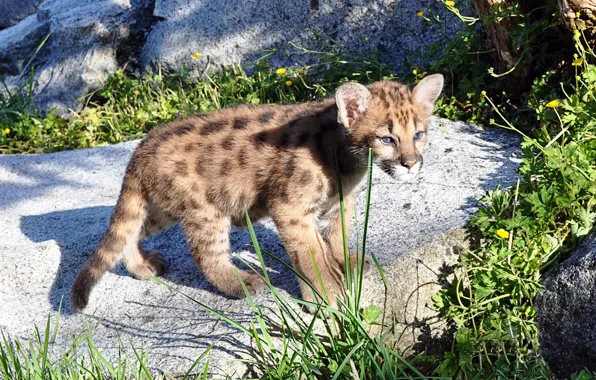 Picture predator, kitty, Puma, mountain lion, Cougar