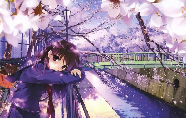 Bridge, Look, Sakura, Tenderness