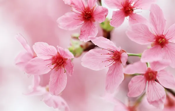 Picture macro, cherry, petals, Sakura, flowering, flowers